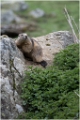 marmotte (1)